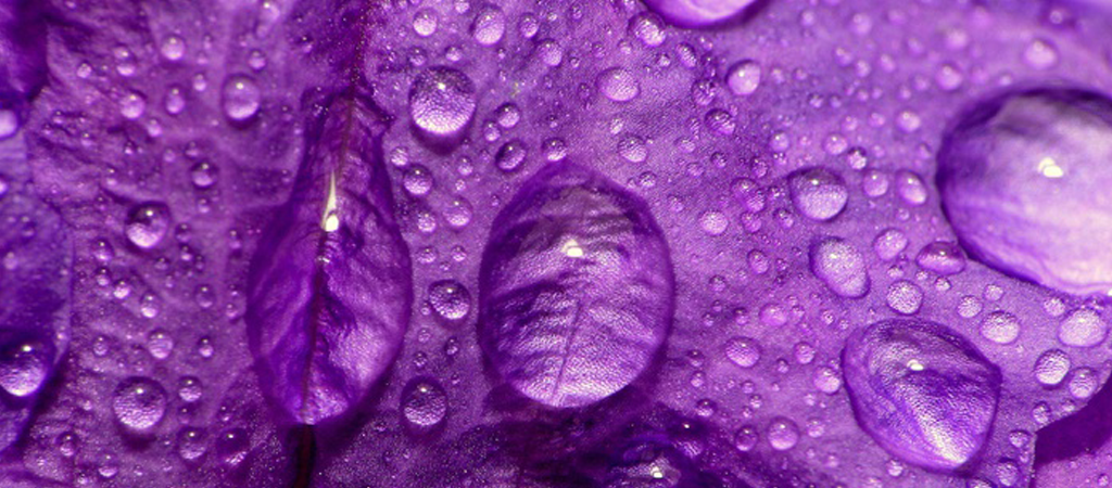 фиолетовый цвет для конопли